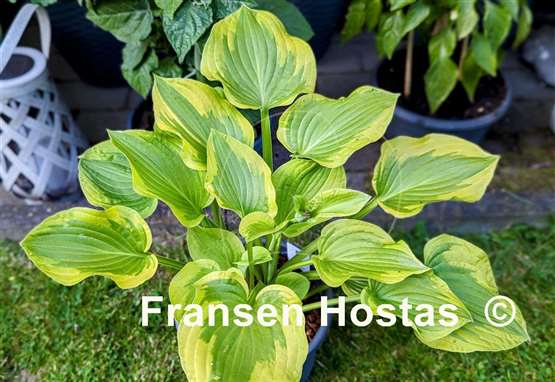 Hosta Prairie Magic